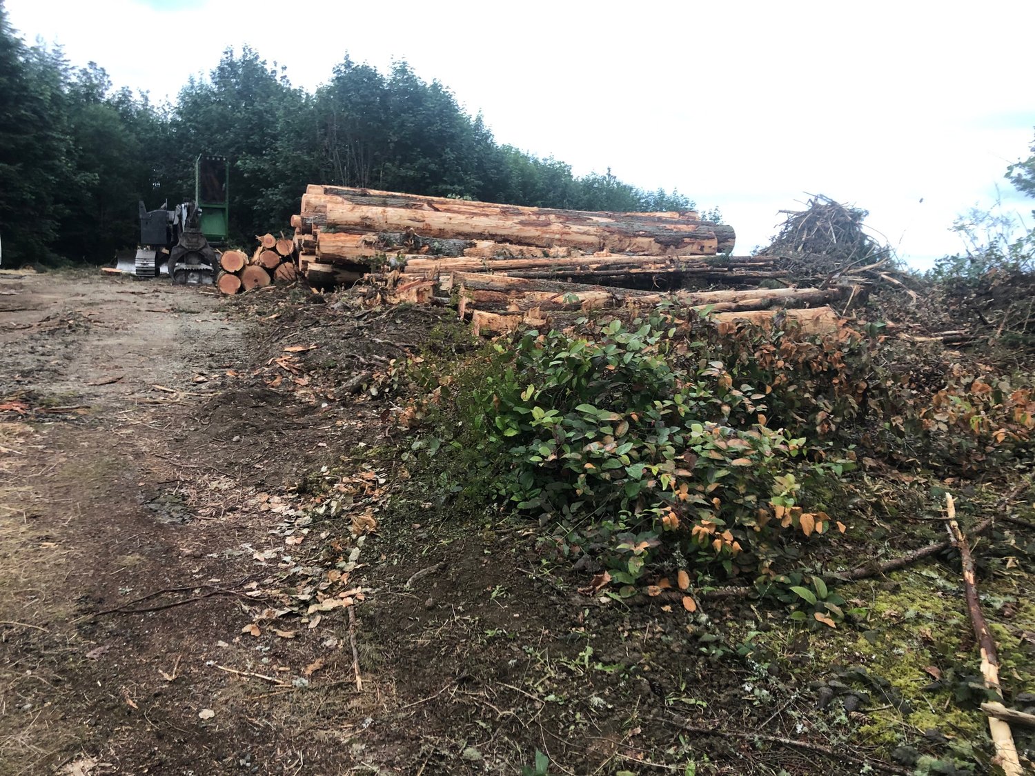 Logs piled up after they were harvested at the Green Cove Creek Watershed. This photo was taken July 5.